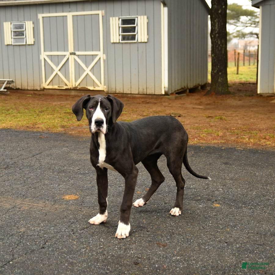 Great Dane dogs Hope - Ad 1