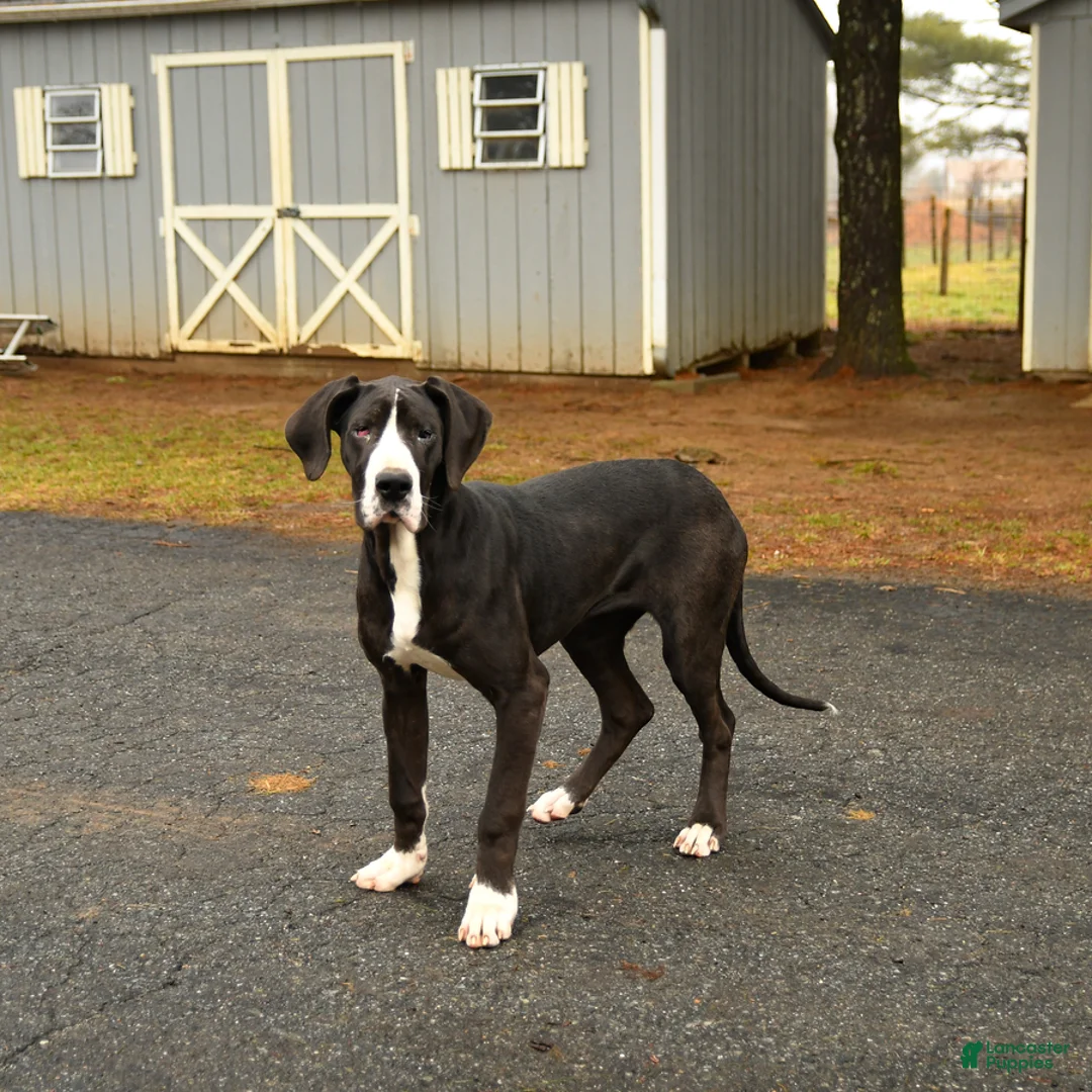 Great Dane dogs for sale: Hope - Ad 1