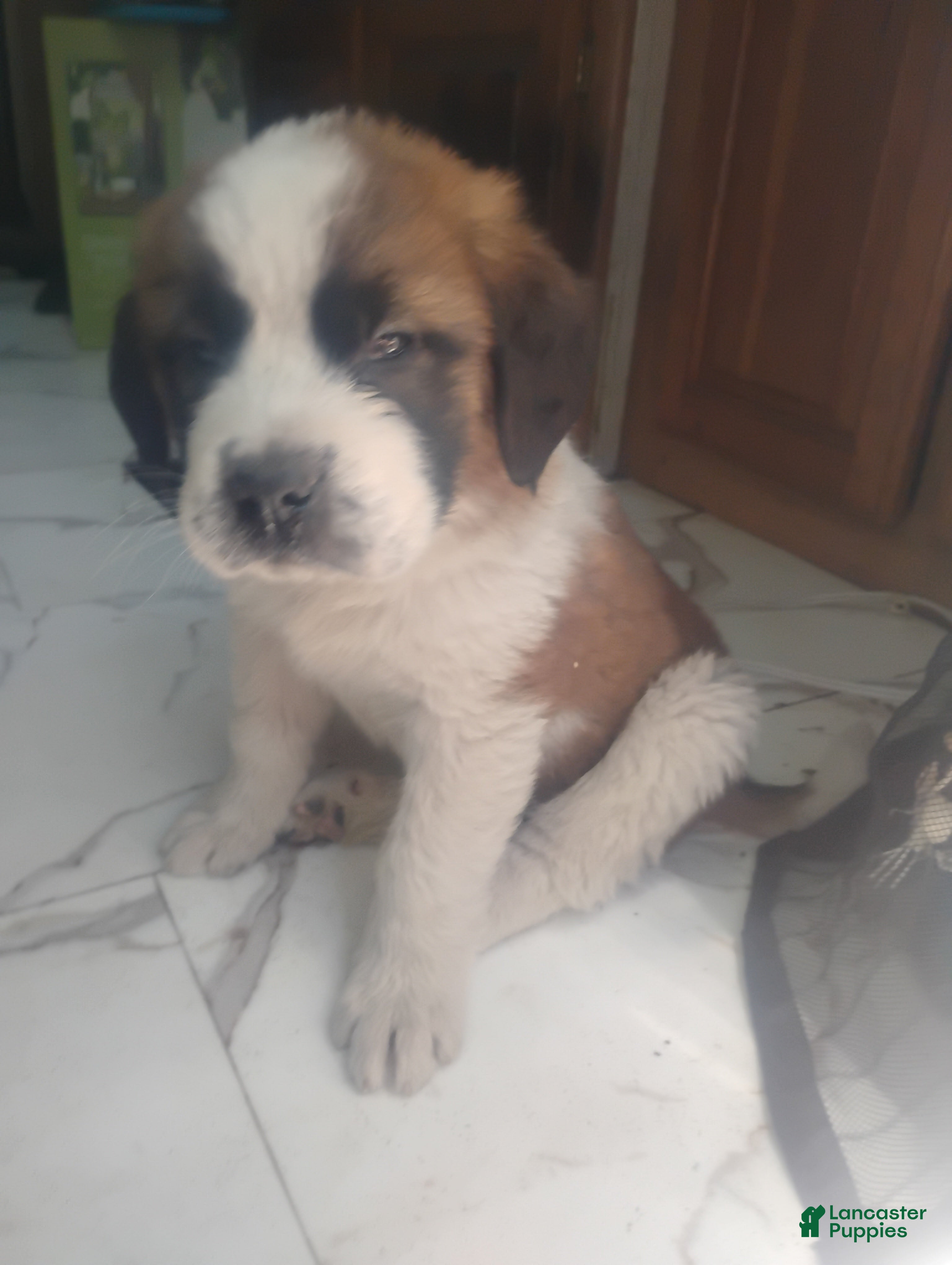 Saint Bernard dogs Saint Bernard Puppy 1 - Ad 12