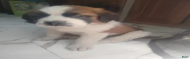 Saint Bernard Puppy 1