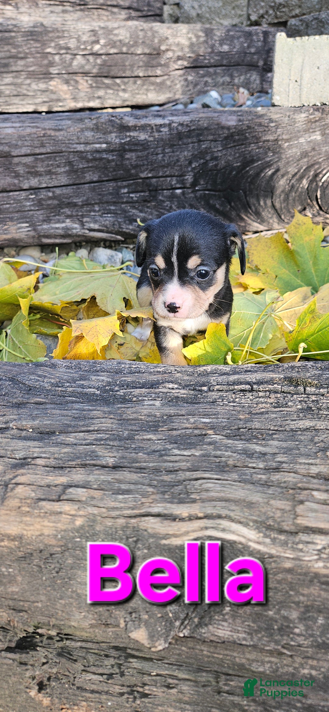 Mixed Breed dogs for sale: Bella  - Ad 1