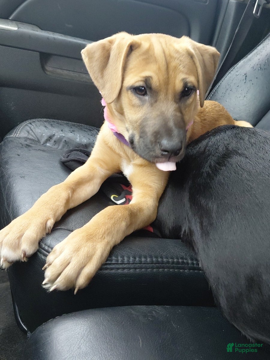 Mixed Breed dogs Pitsky - Ad 34