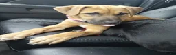Mixed Breed dogs for sale: Pitsky - Ad 1