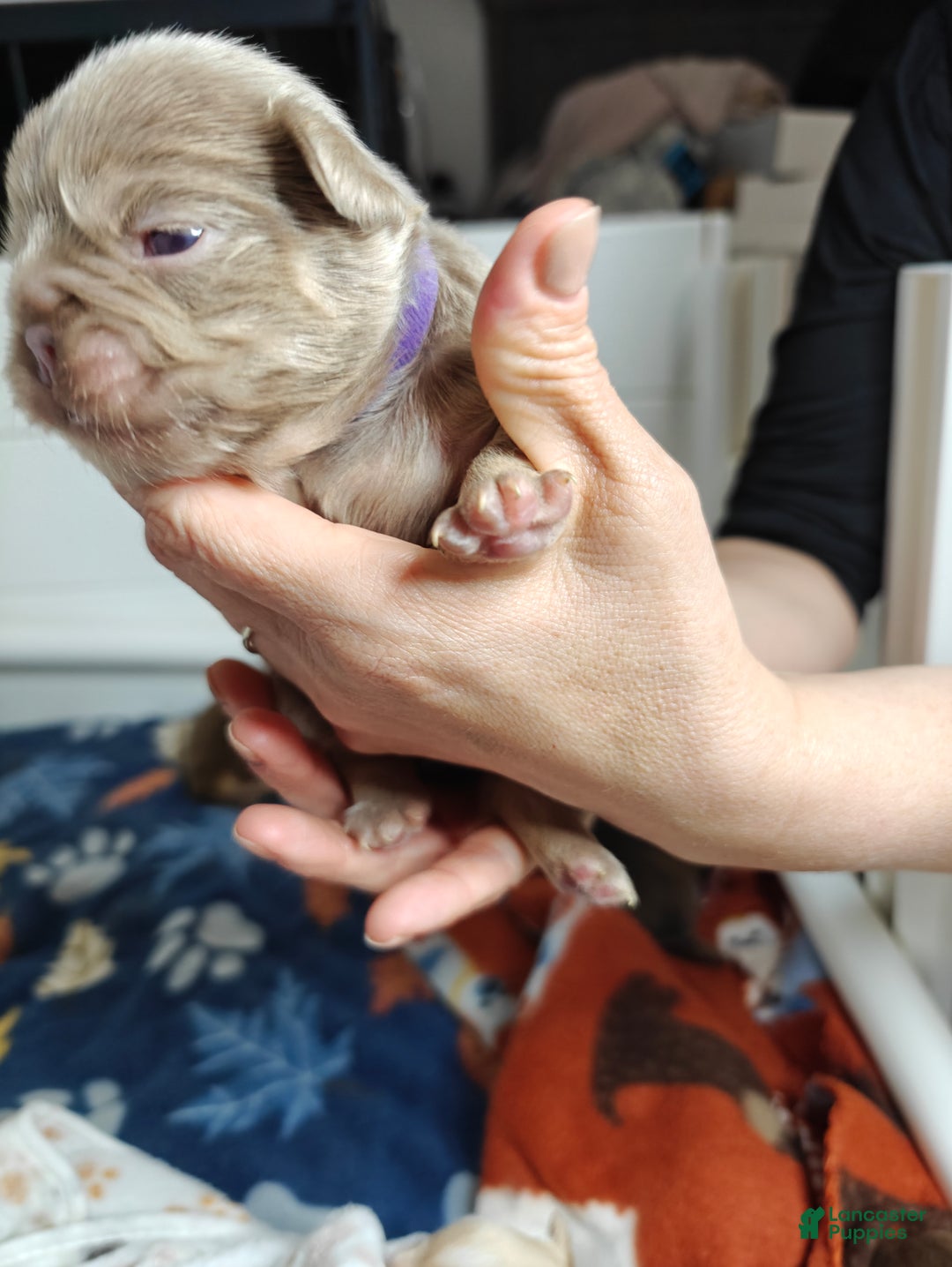 French Bulldog dogs for sale: French Bulldog litter of 7 puppies - Ad 4
