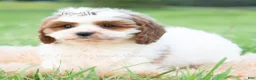 Cavapoo dogs for sale: Arlo - Ad 4