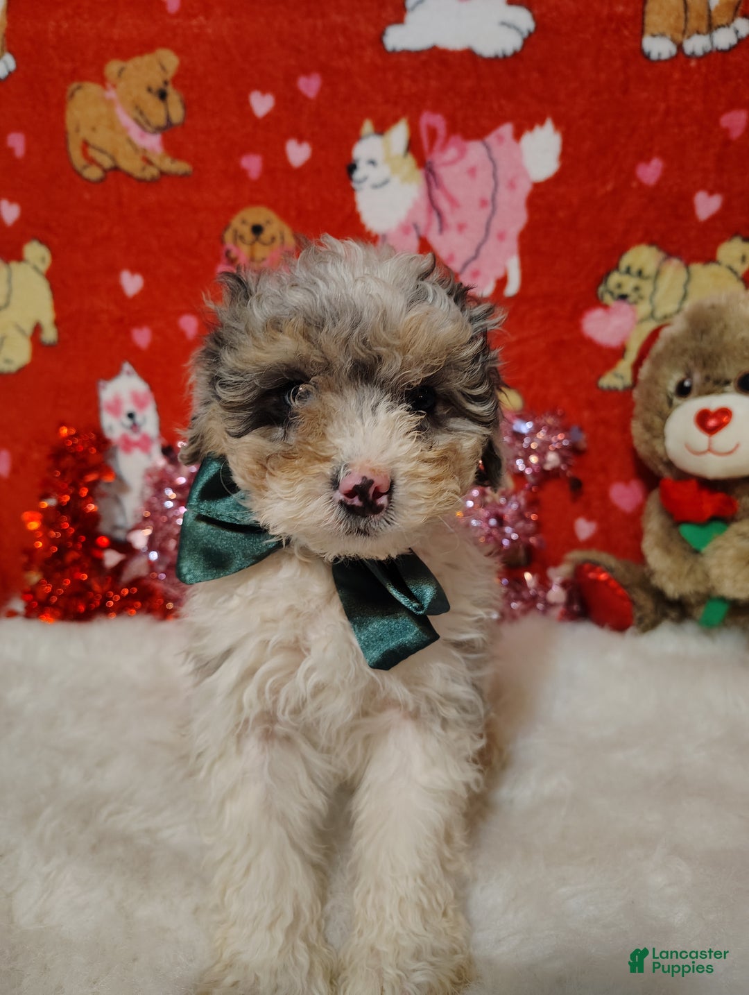 Mini Bernedoodle dogs for sale: Molly - Ad 7