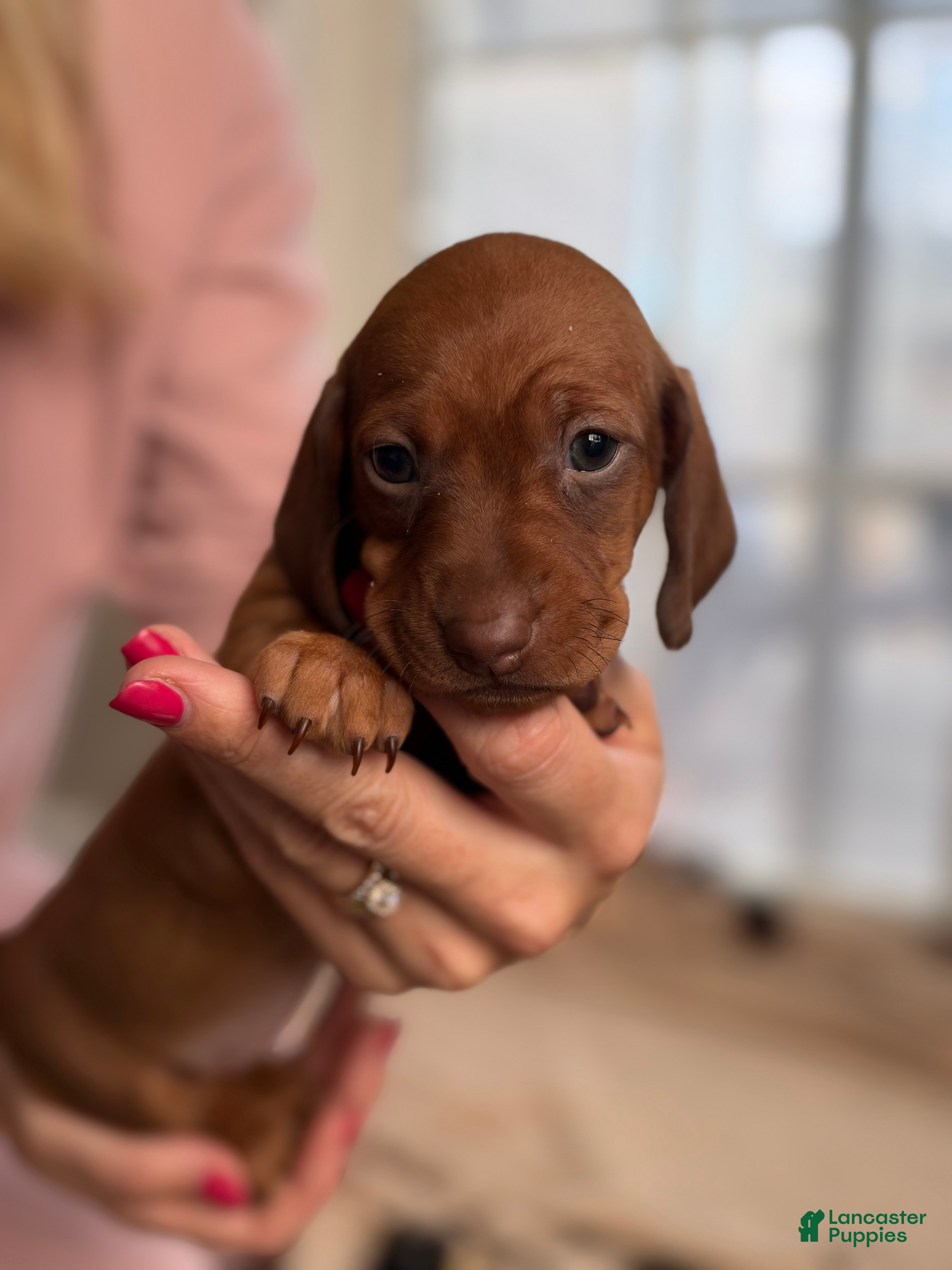 Dachshund dogs for sale: Ella - Ad 2