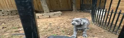 Cane Corso dogs for sale: Cane Corso 2 - Ad 3