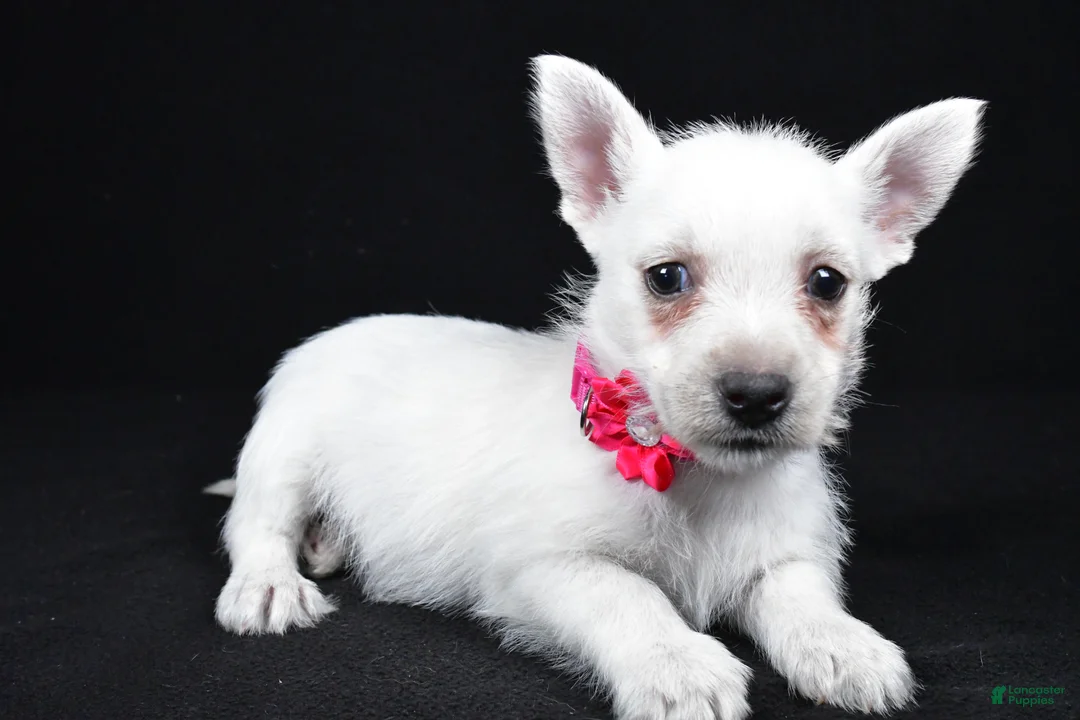 West Highland Terrier dogs for sale: Lacey - Ad 1