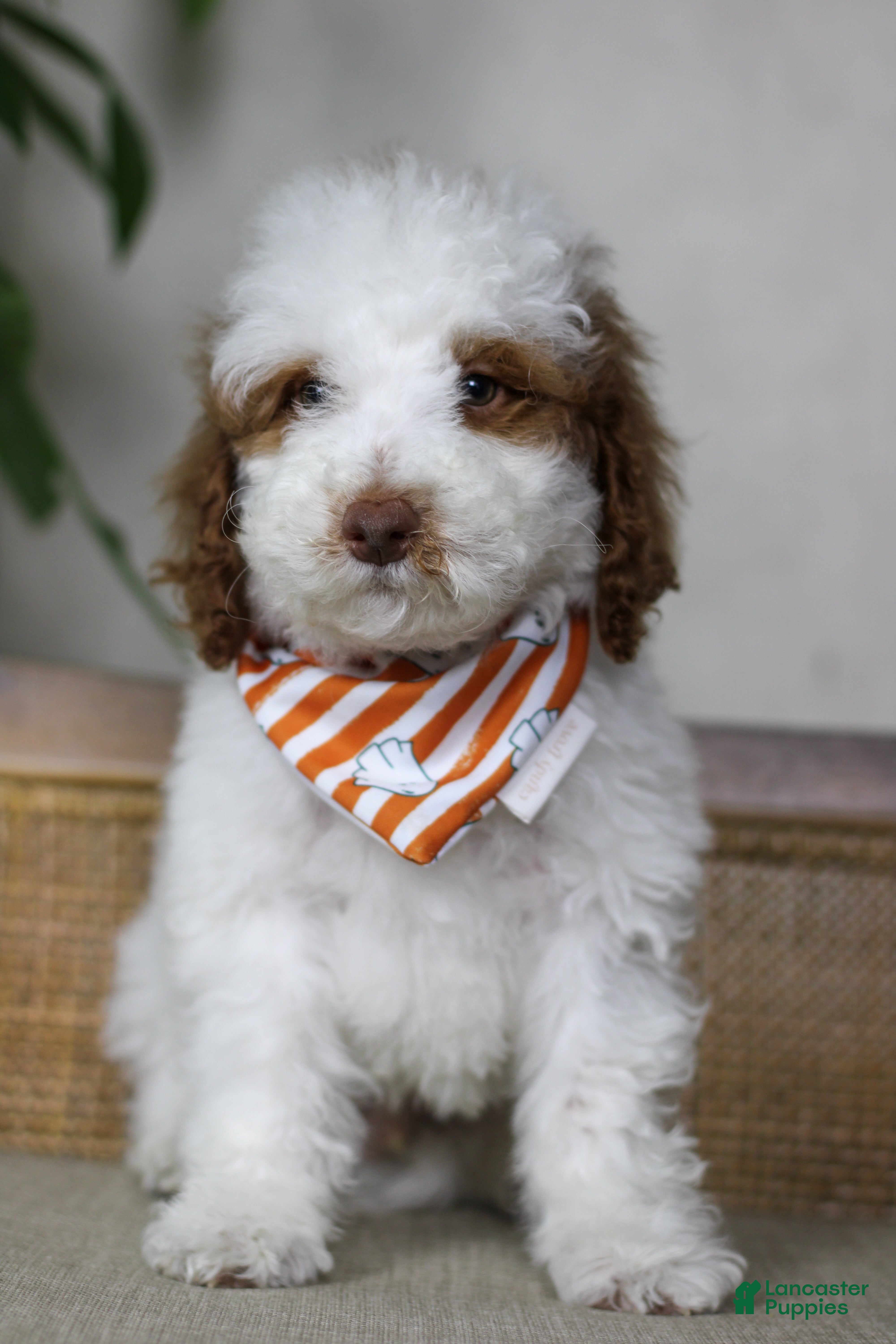 Goldendoodle dogs Sneezy - Ad 1