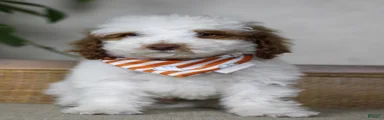 Sneezy
