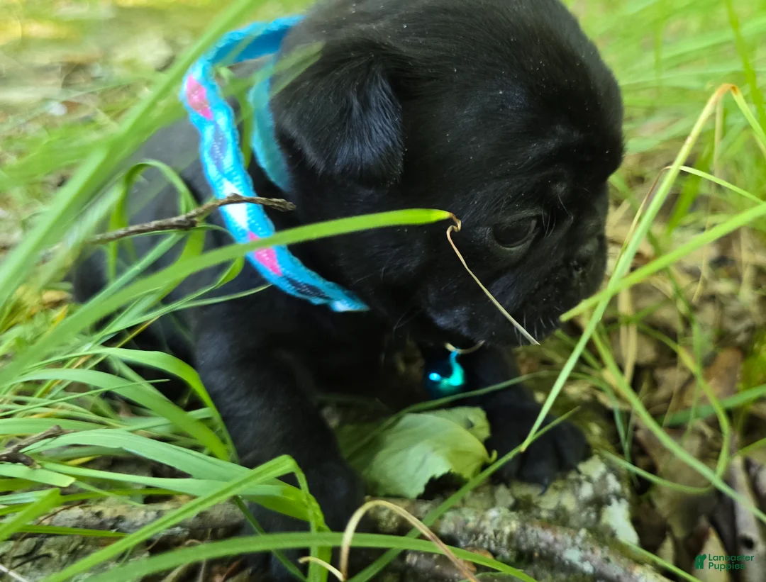 Pug dogs for sale: Chad - Ad 26