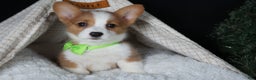 Welsh Corgi Pembroke dogs for sale: Hudson - Ad 16