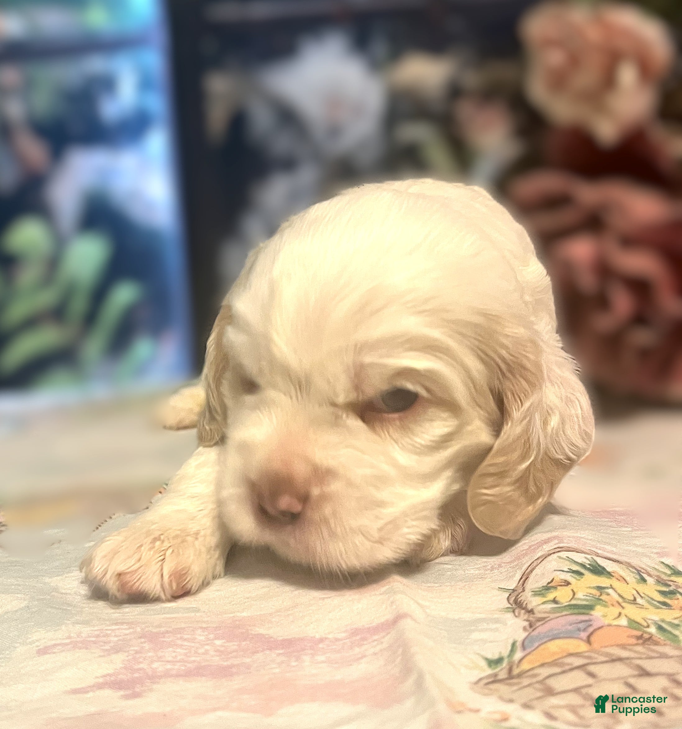 Cocker Spaniel dogs Cocker Spaniel Puppy 4 Female - Lilac - Ad 2