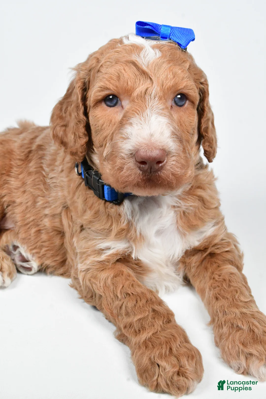 Standard Poodle dogs for sale: Finley - Ad 9