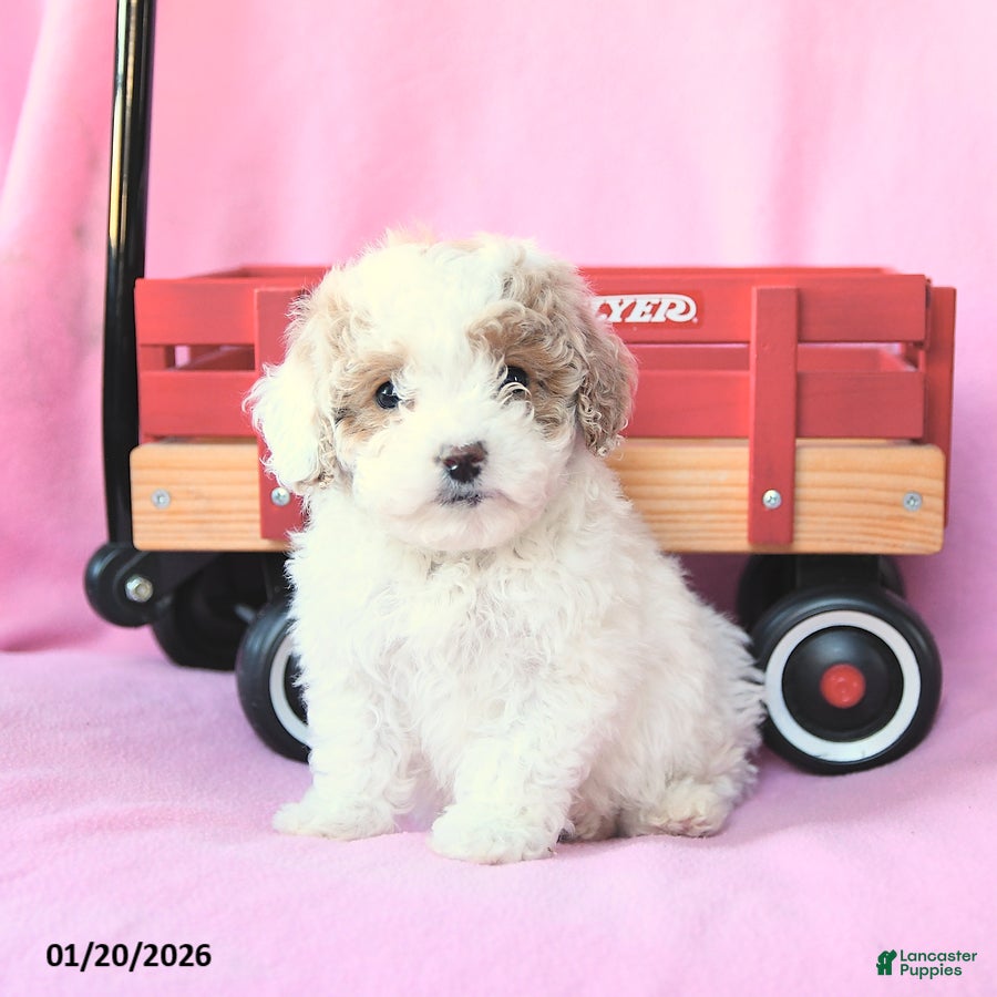 Toy Poodle dogs Percy - Ad 2