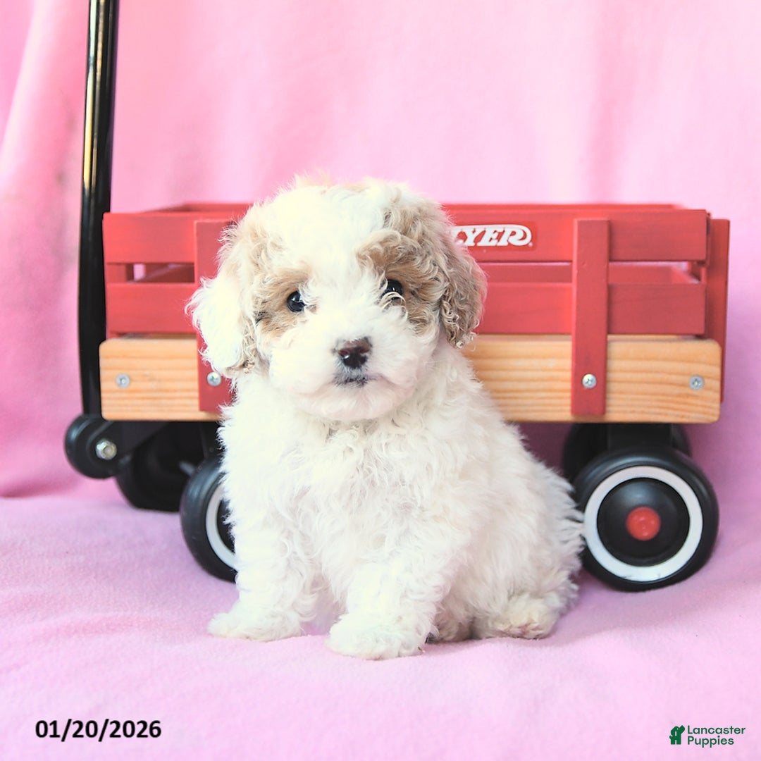 Toy Poodle dogs for sale: Percy - Ad 2