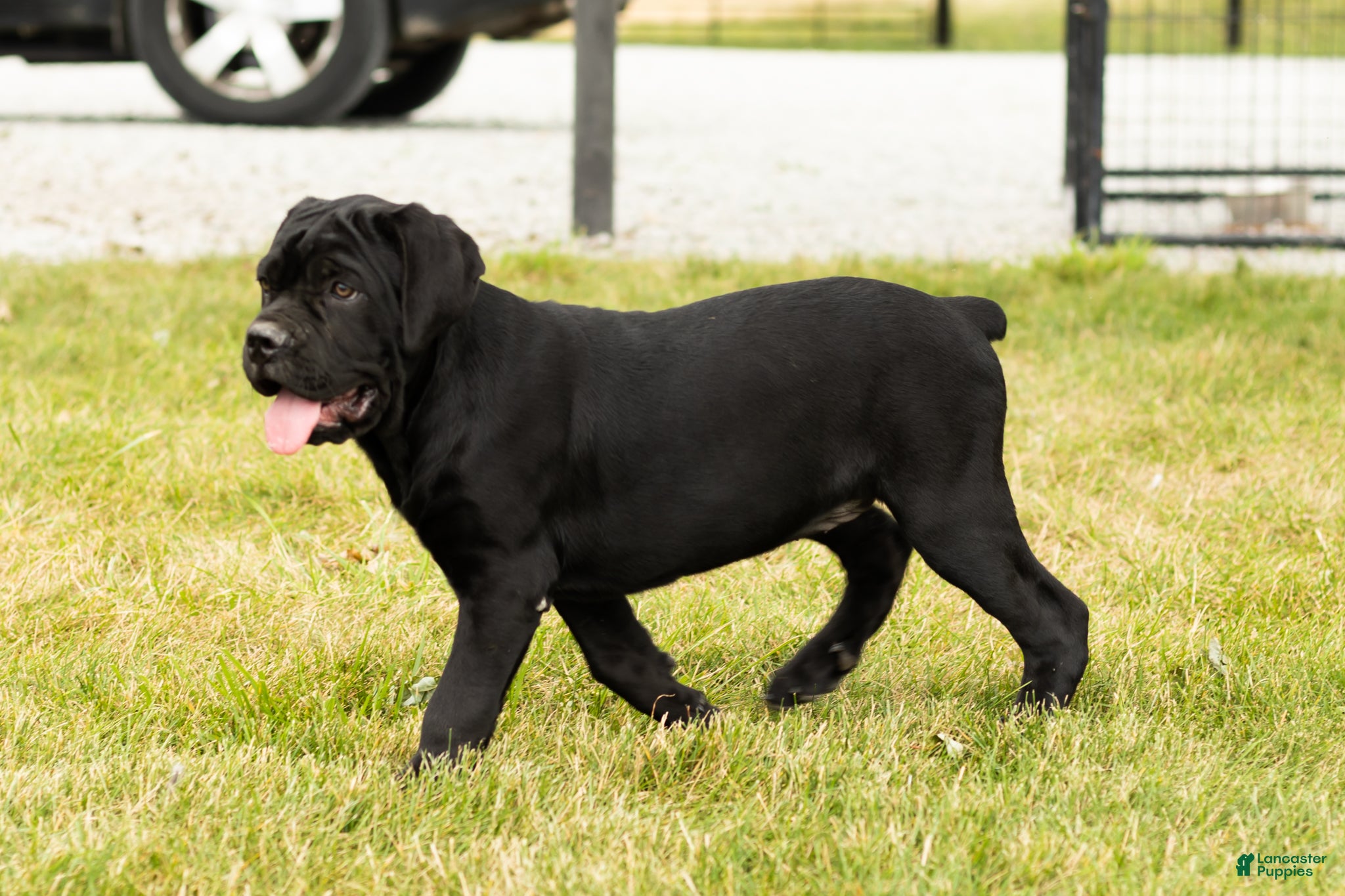 Cane Corso dogs Maple  - Ad 36