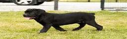 Cane Corso dogs for sale: Maple  - Ad 1