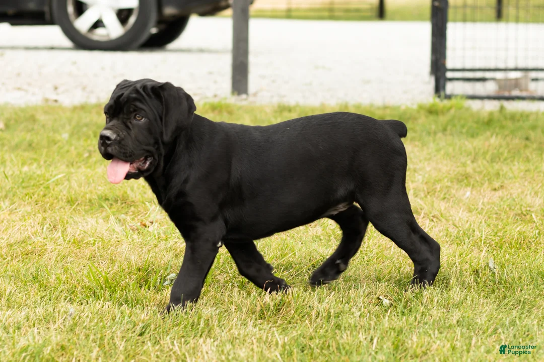 Cane Corso dogs for sale: Maple  - Ad 1