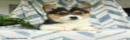 Welsh Corgi Pembroke dogs for sale: Roman - Ad 3