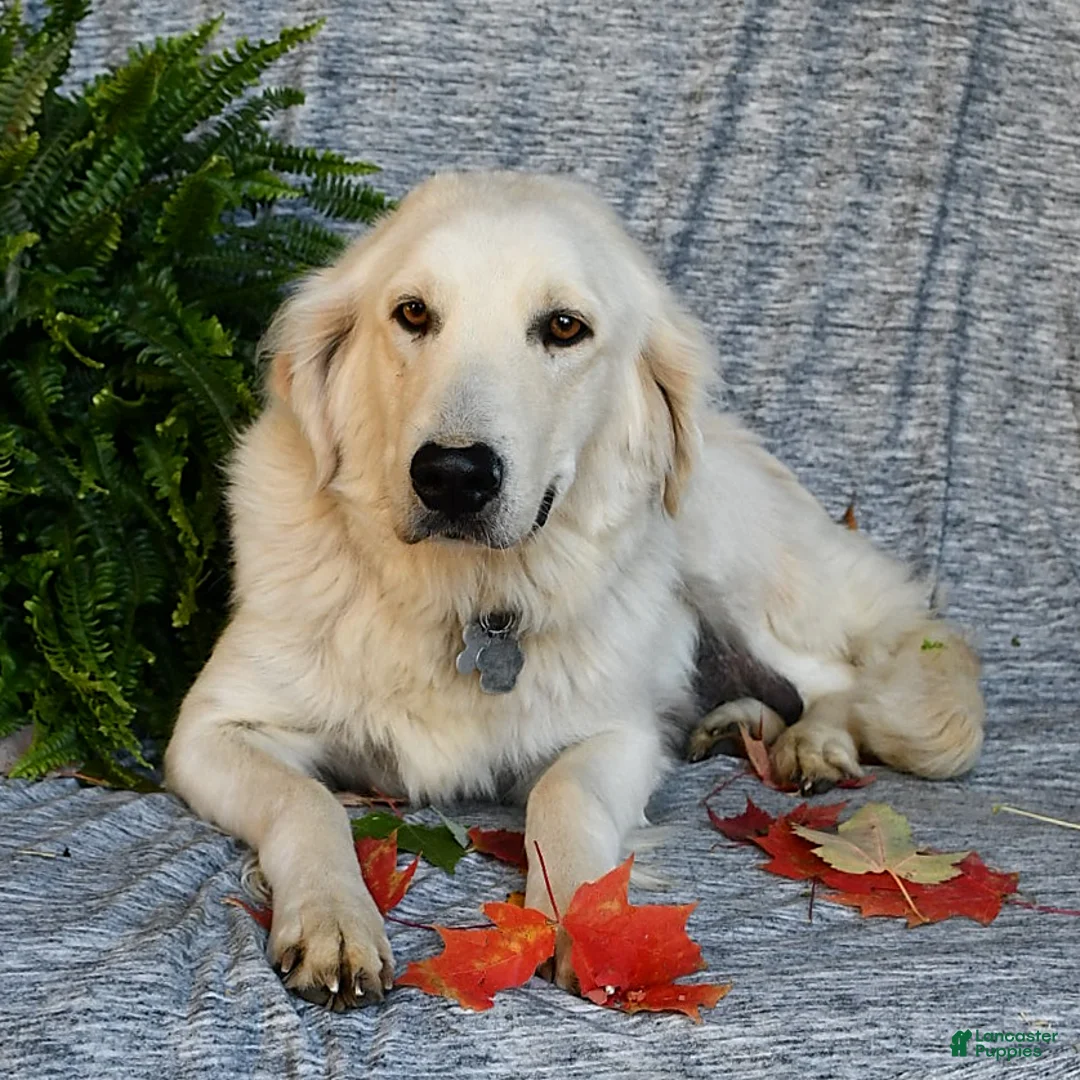 Golden Retriever dogs for sale: Frisco - Ad 4