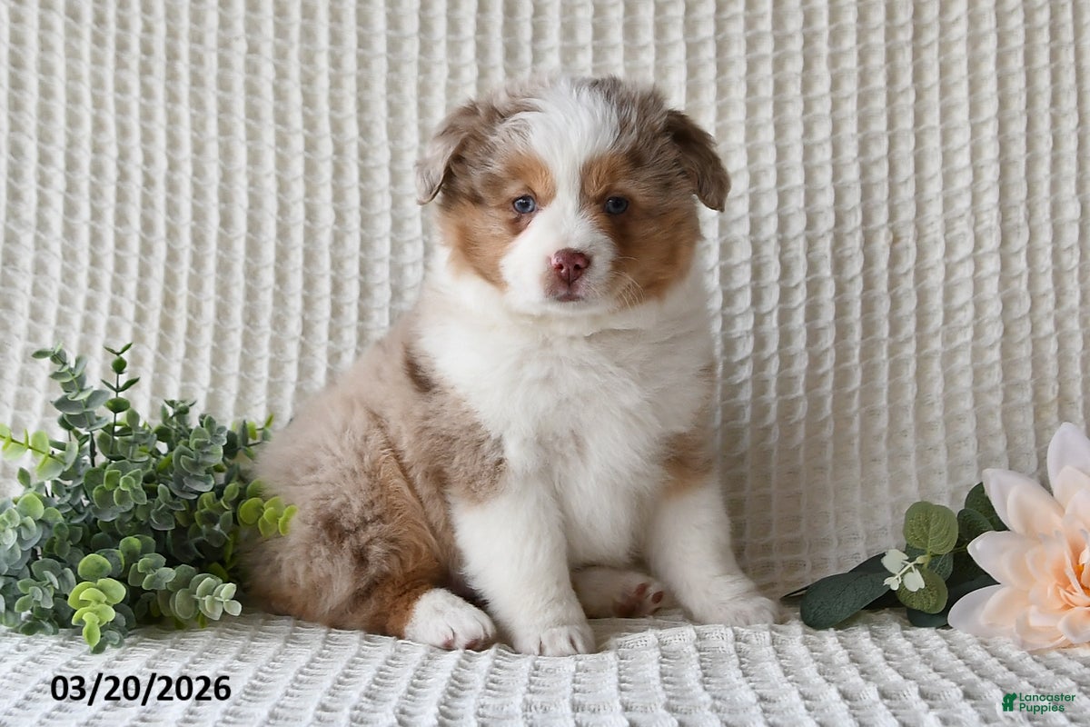 Miniature Australian Shepherd dogs Frankie - Ad 1