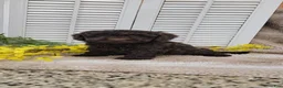 Cockapoo dogs for sale: Jan - Ad 2