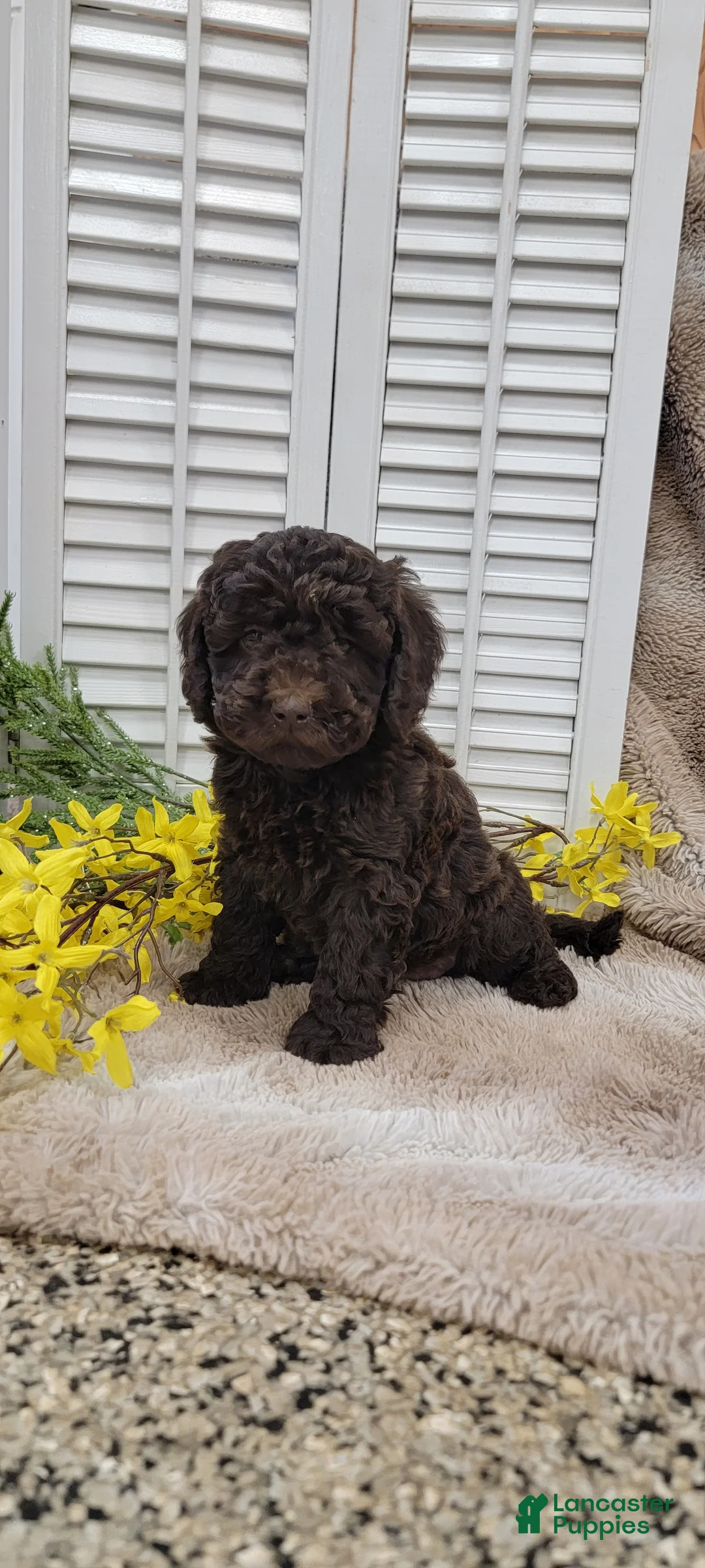 Cockapoo dogs for sale: Jan - Ad 2