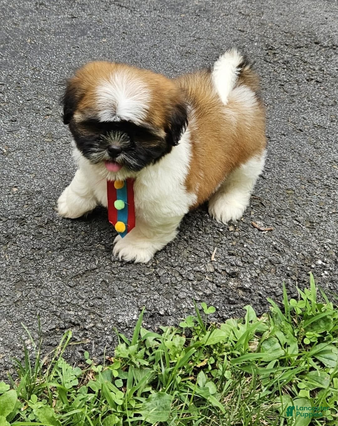 Shih Tzu dogs for sale: Shih Tzu 1 - Ad 3