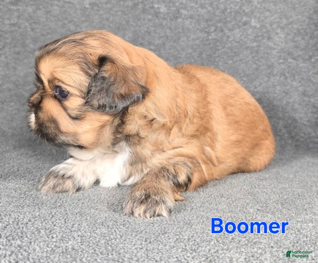 Shih Tzu dogs for sale: Boomer - Ad 5