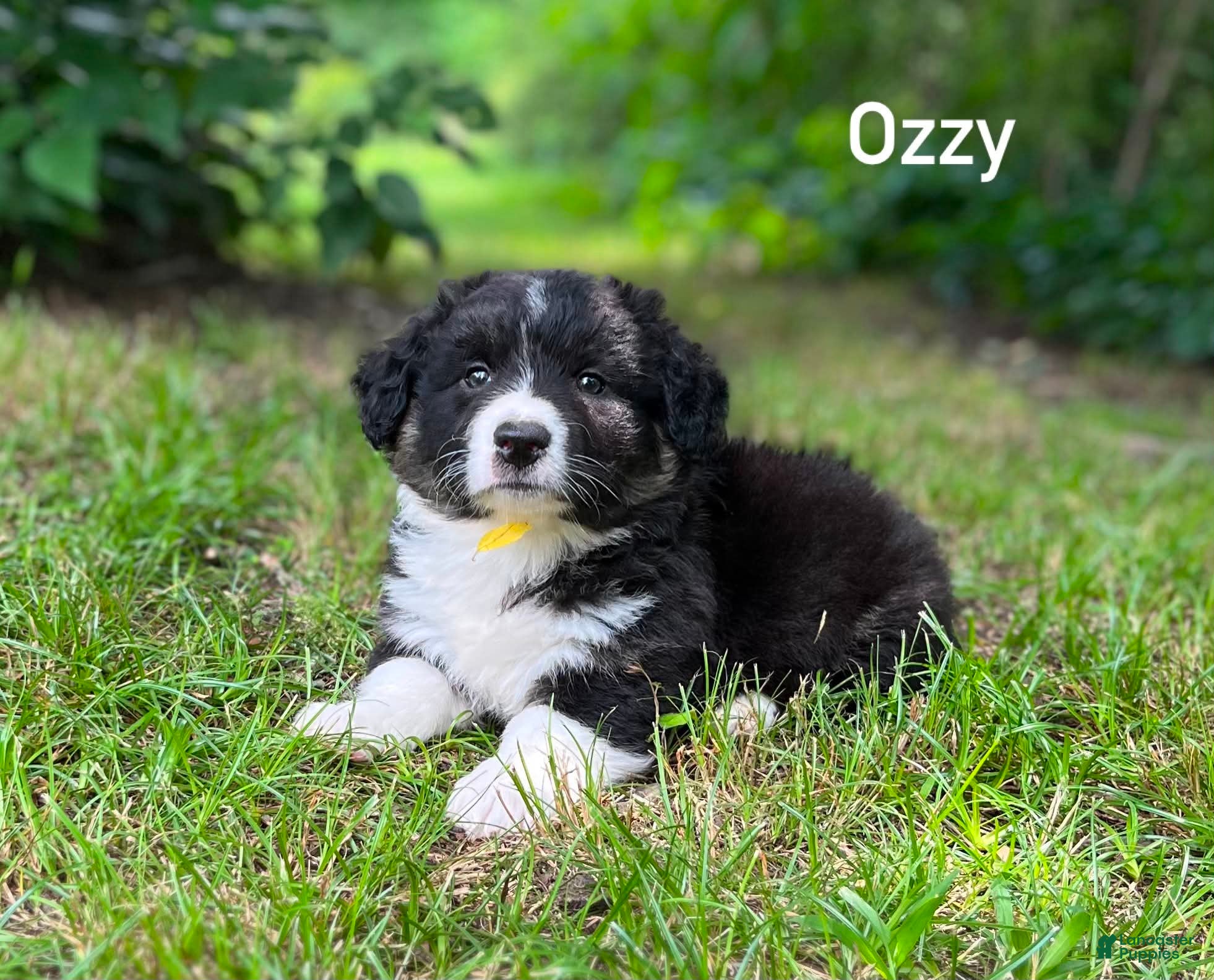 Welsh Corgi Cardigan dogs Ozzy- Fluffy - Ad 1