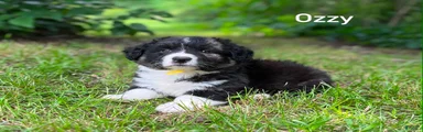 Ozzy- Fluffy