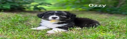 Welsh Corgi Cardigan dogs for sale: Ozzy- Fluffy - Ad 1