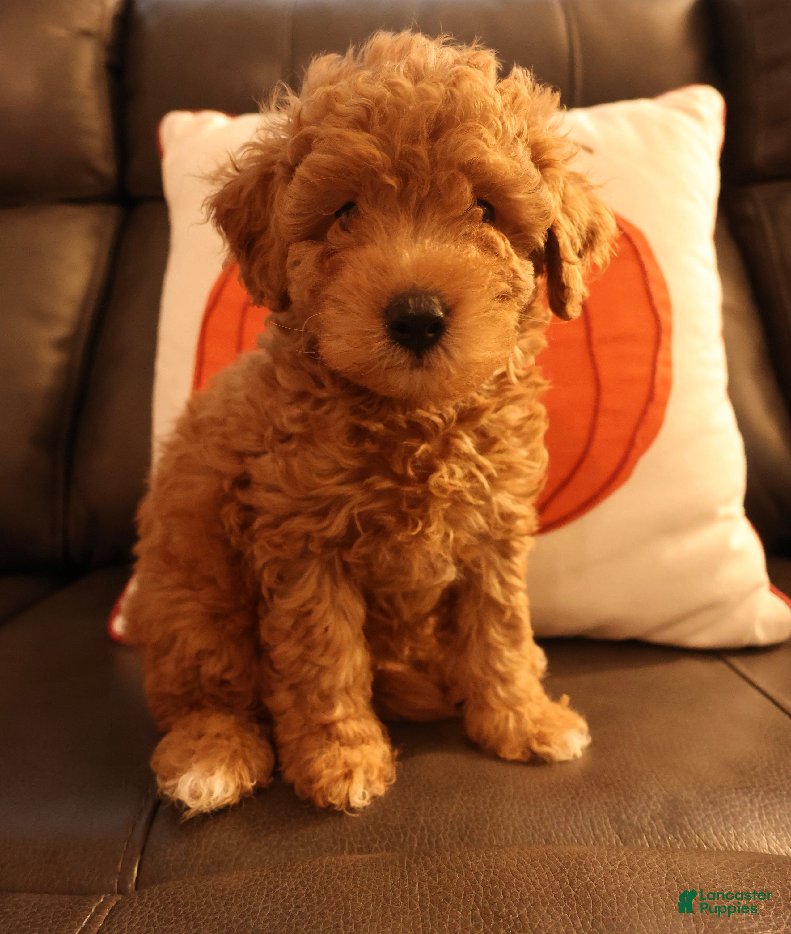 Bichpoo dogs Teddy - Ad 1