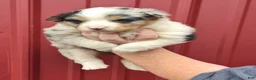 Mixed Breed dogs for sale: Mixed Breed 8 - Ad 1