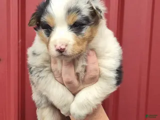 Mixed Breed dogs Mixed Breed 8 - Ad 40