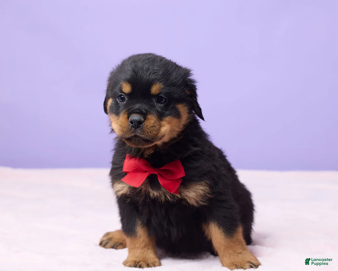 Rottweiler dogs for sale: Ian - Ad 1