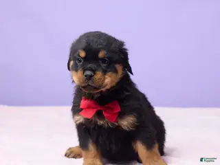 Rottweiler dogs Ian - Ad 30