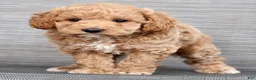 Cockapoo dogs for sale: Katie - Ad 9
