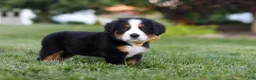 Bernese Mountain Dog dogs for sale: Denali - Ad 7