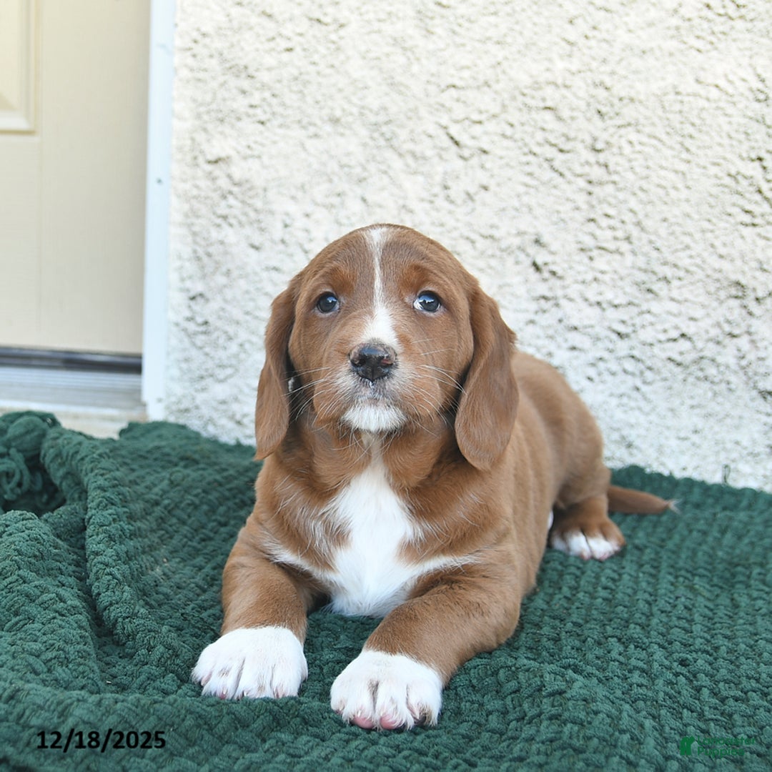 Labradoodle dogs for sale: Jingle  - Ad 3