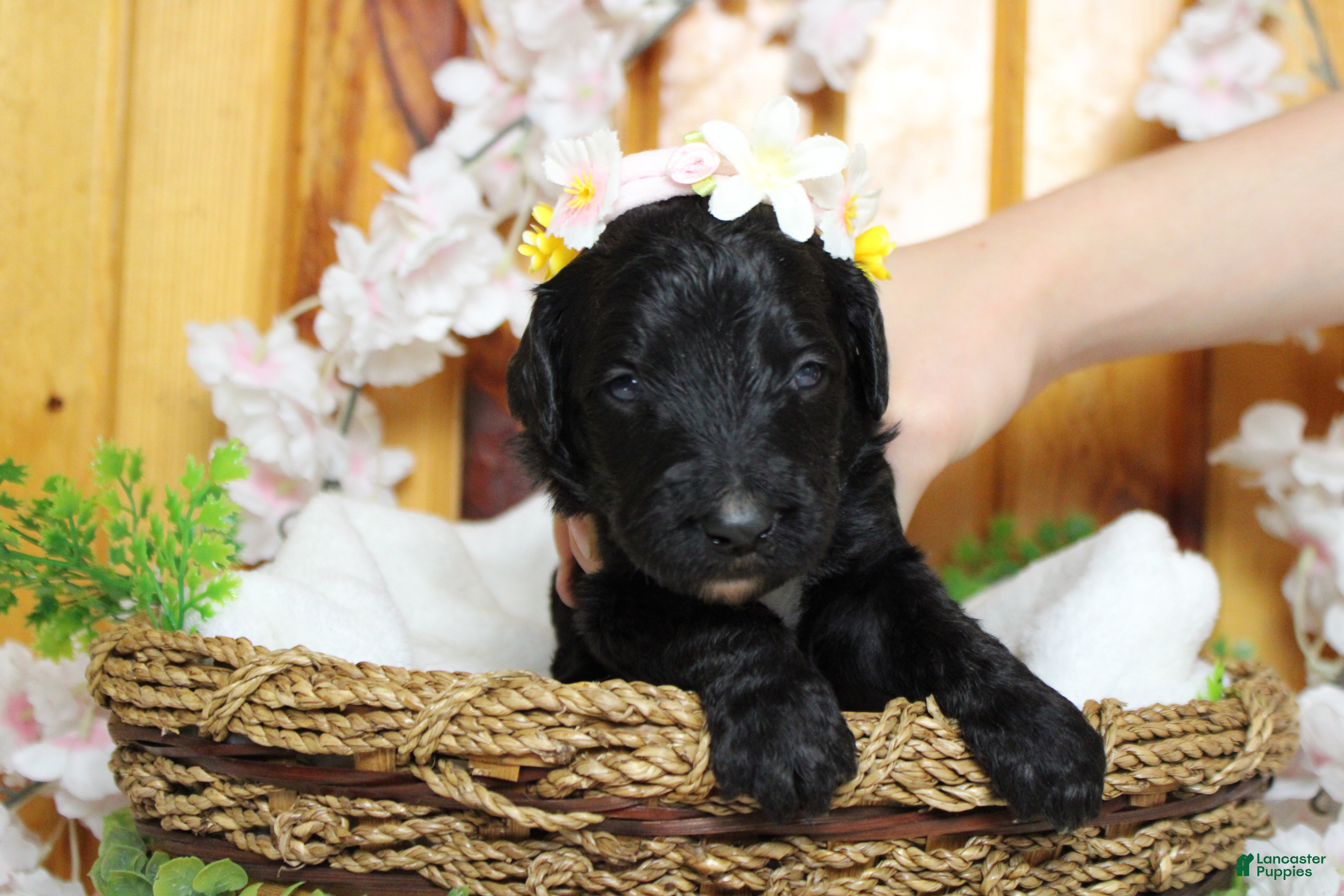 Bernedoodle dogs Nova  - Ad 11