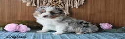 Miniature Australian Shepherd dogs for sale: Elsa - Ad 2