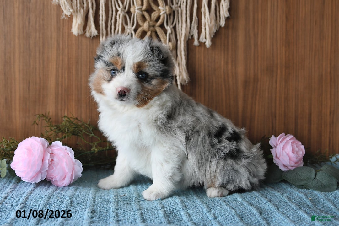 Miniature Australian Shepherd dogs for sale: Elsa - Ad 2