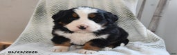 Bernese Mountain Dog dogs for sale: Tanner - Ad 3