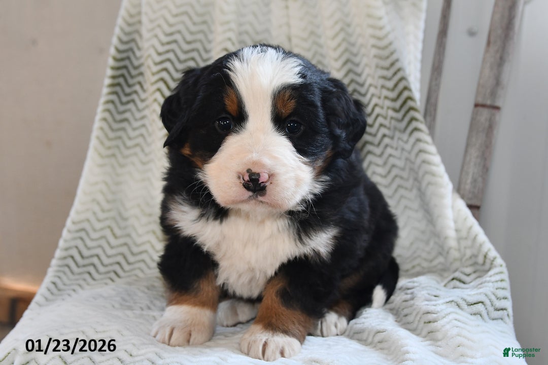 Bernese Mountain Dog dogs for sale: Tanner - Ad 3