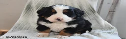 Bernese Mountain Dog dogs for sale: Tanner - Ad 3