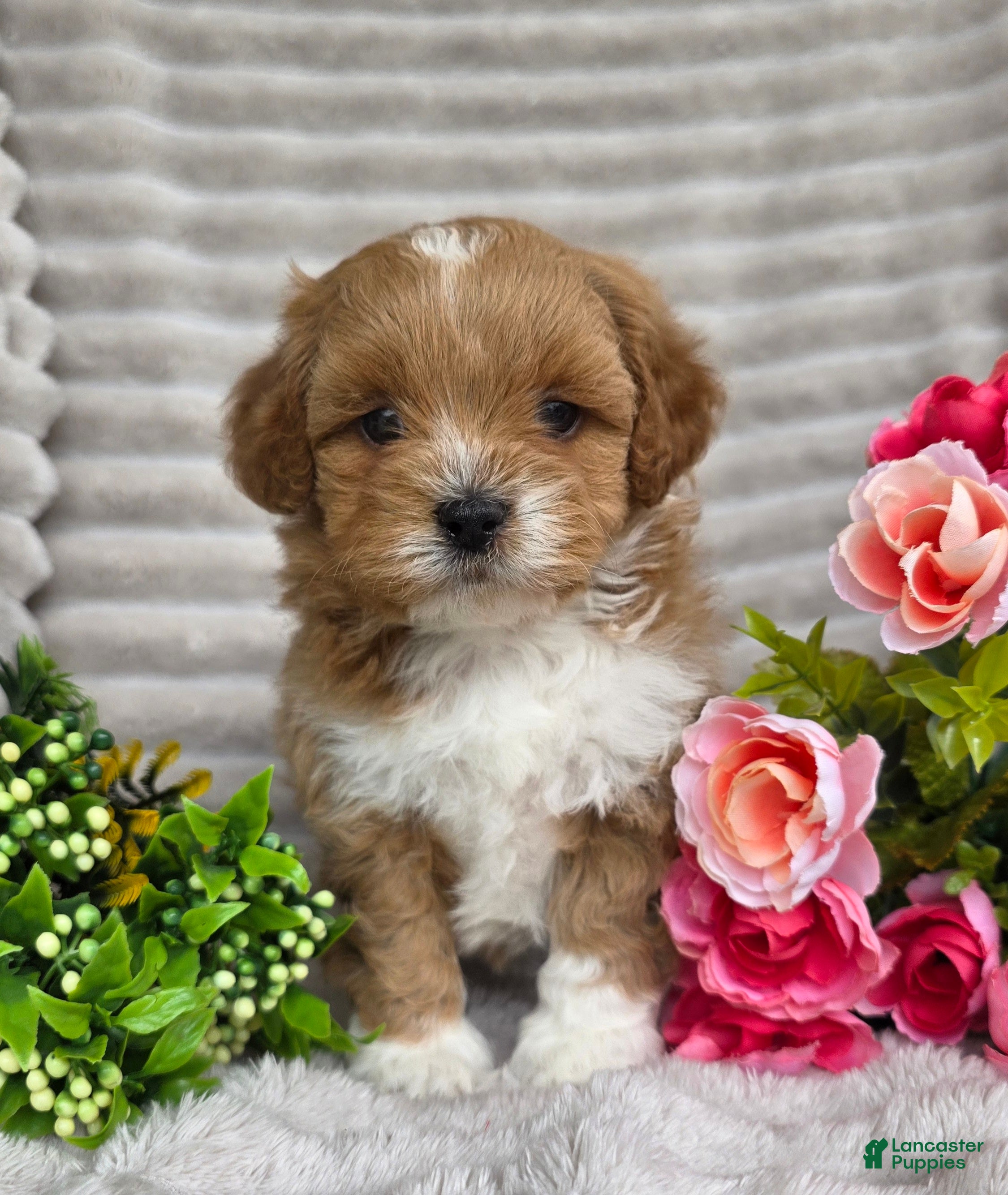 Shihpoo dogs Queenie - Ad 2