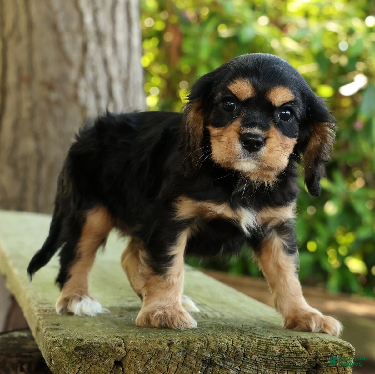 Cavalier King Charles Spaniel dogs for sale: Carson - Ad 6